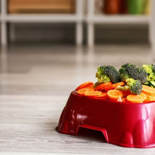 Hausgemachte Diät für Hunde: nahrhafte Rezepte und empfohlene Nahrungsergänzungsmittel