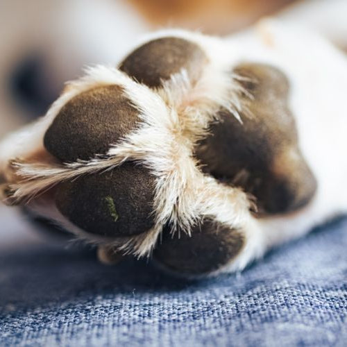 Rissige Pfotenballen deines Hundes? Was sind die Ursachen