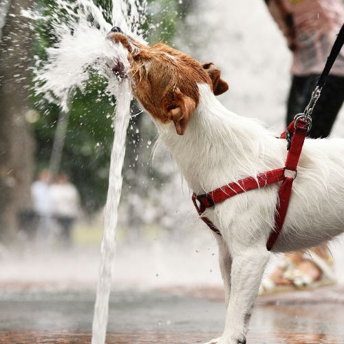 Den Hund im Sommer Abkühlen: Nützliche und Sichere Tipps