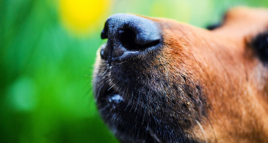 Hat dein Hund eine trockene Nase? Was sind die Ursachen?