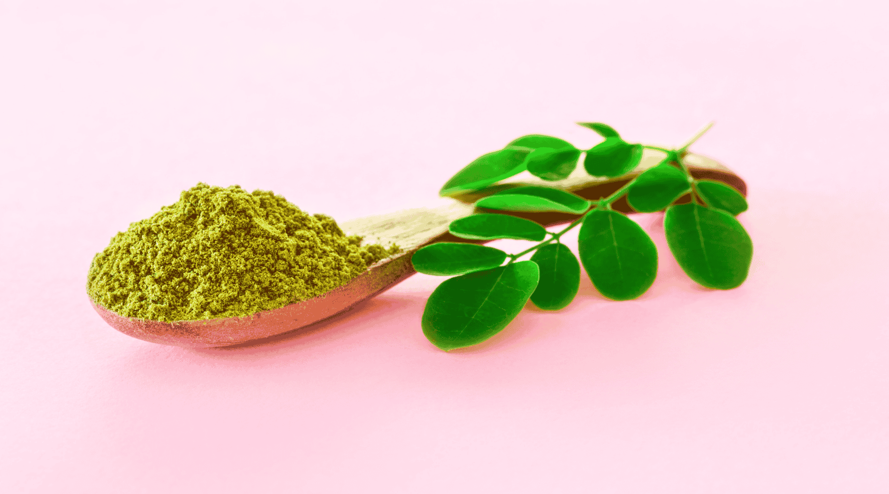 Moringa zu Hause anbauen: Schritt-für-Schritt-Anleitung