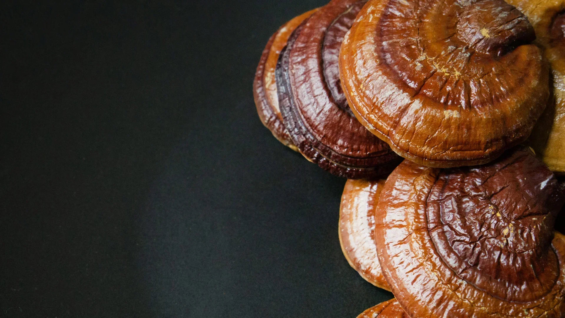 Reishi: Was ist Ganoderma lucidum, und was kann er wirklich?