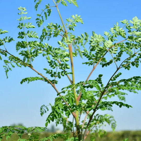 Moringa oleifera: Ein Baum, der bis zu 9 Meter hoch wächst und Wohlbefinden bietet