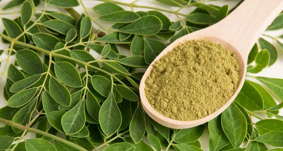 Blähbauch: Moringa, das unbekannte Heilmittel