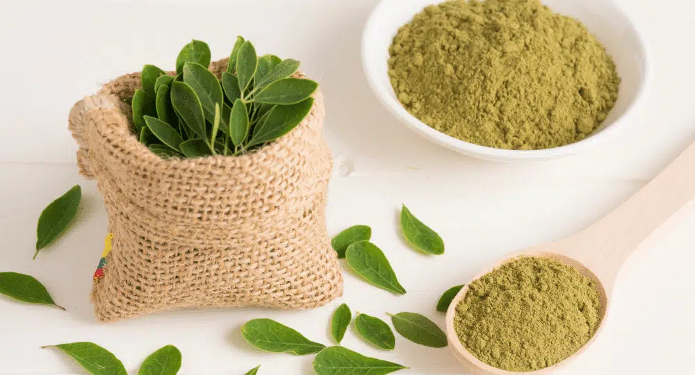 Wie trocknet man Moringa-Blätter