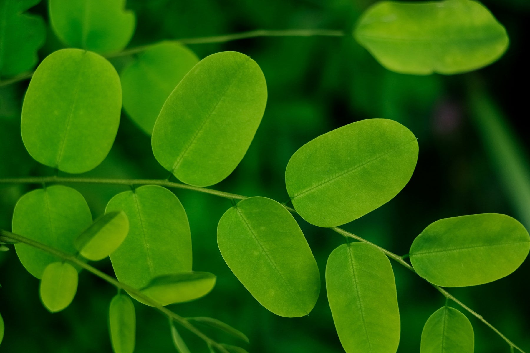 Wie man das beste Moringa auswählt: ein praktischer Leitfaden
