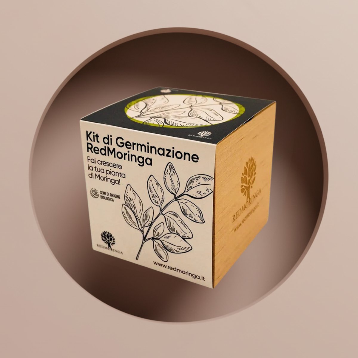 Moringa Plant - Grow Your Plant - Red Moringa — RedMoringa